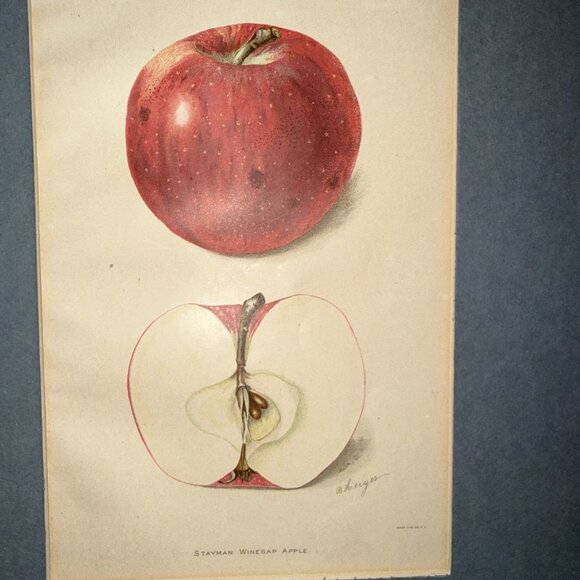 Stayman Winesap Apple 1902 Antique USDA Fruit Lithograph Print Framed Botanical - Picture 7 of 16